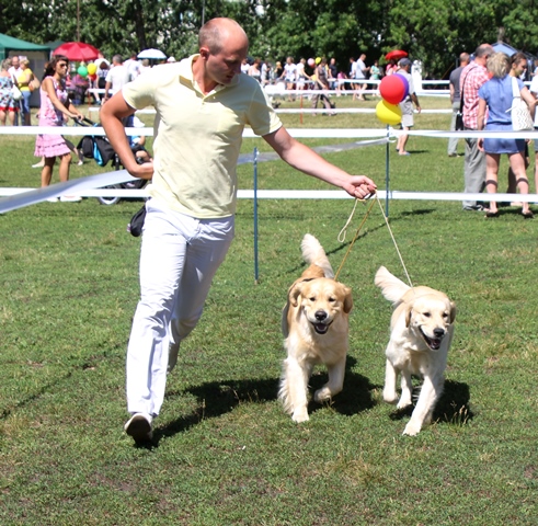 18. Выставка собак пермь. Выставка собак на улице. 05 24 выставка собак ярославль. На выставке собак.
